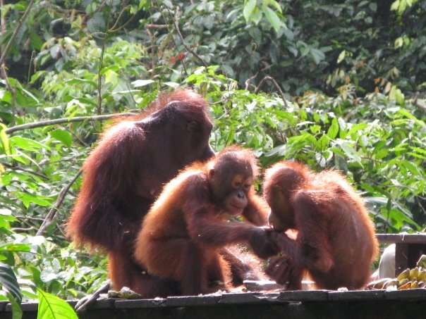 Up Close and Personal with Orangutans in Borneo