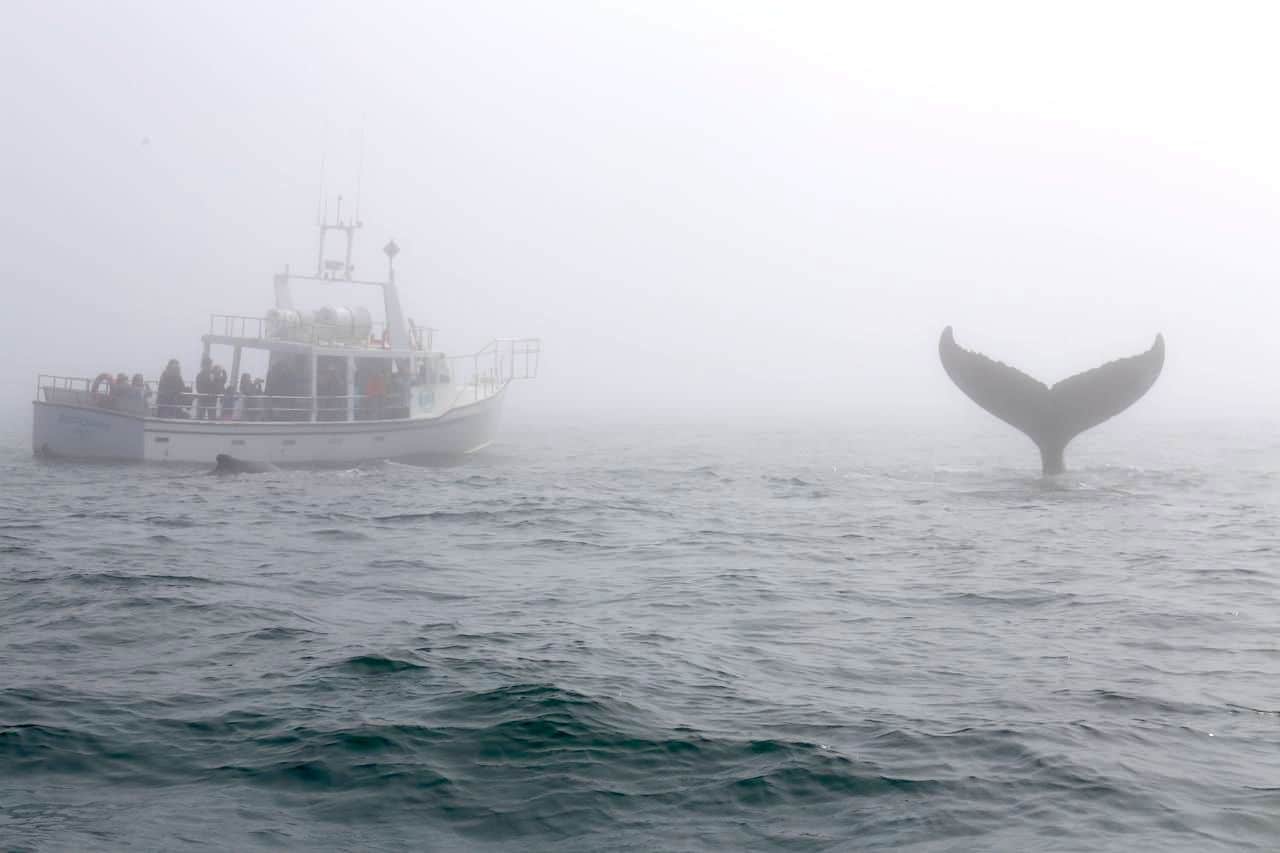 Canadian Road Trip Must-Do: Whale watching in The Bay of Fundy.