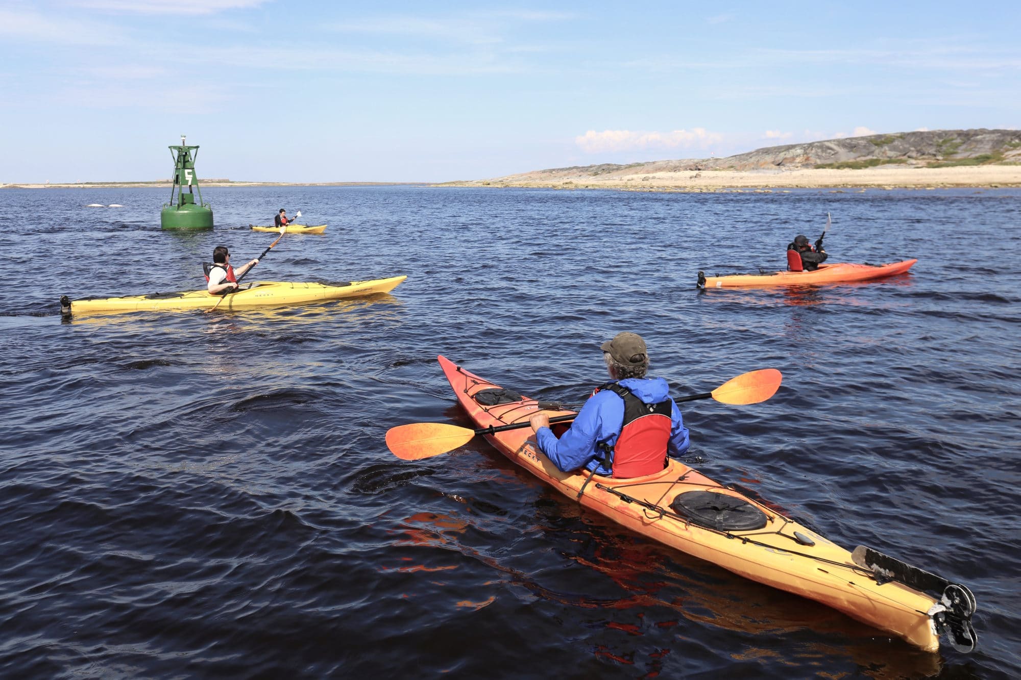 Things To Do in Manitoba: Paddle with Belugas in Churchill