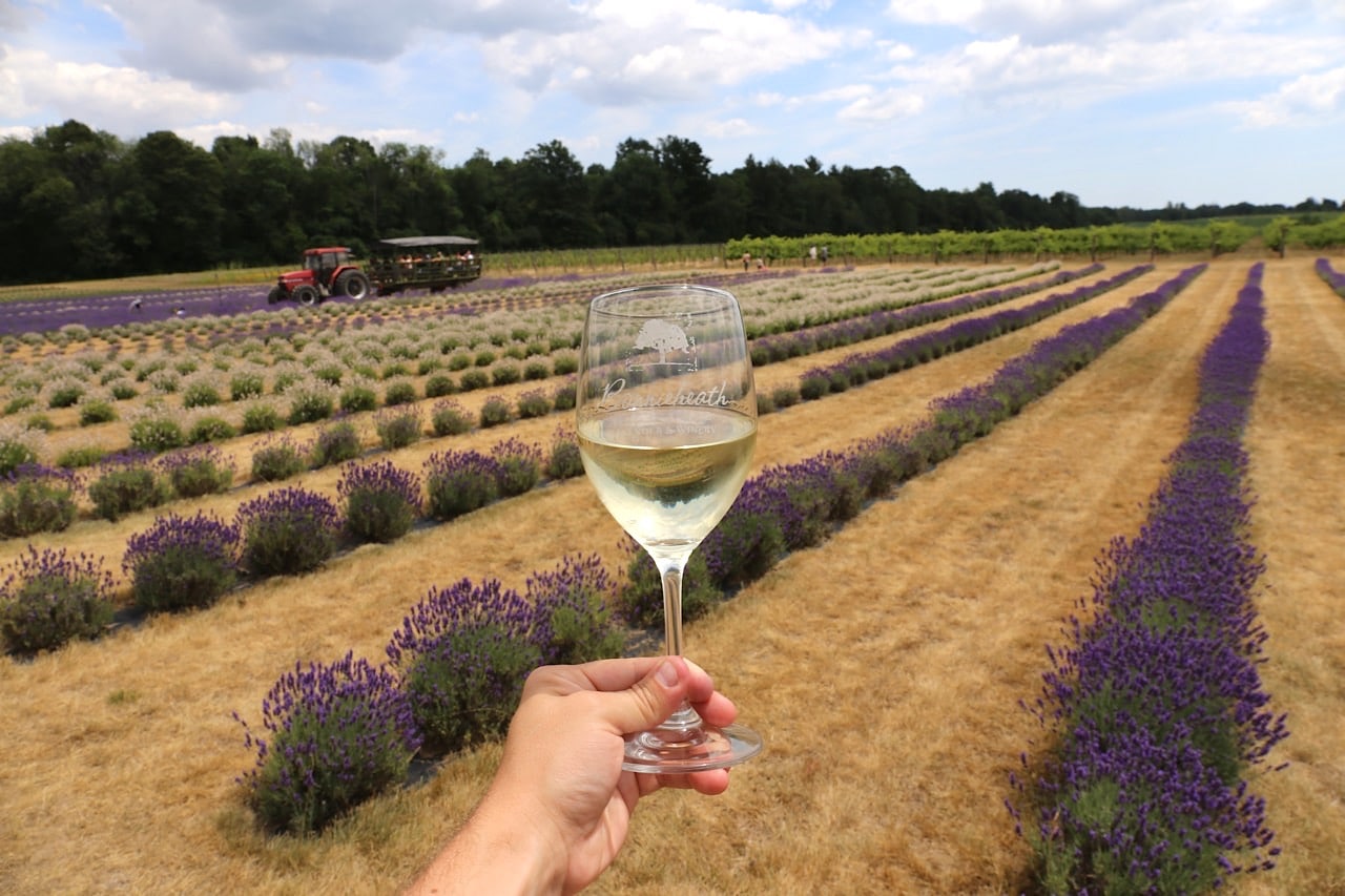 Canadian Road Trip Must-Do: Sip wine on a lavender farm in Norfolk County. 