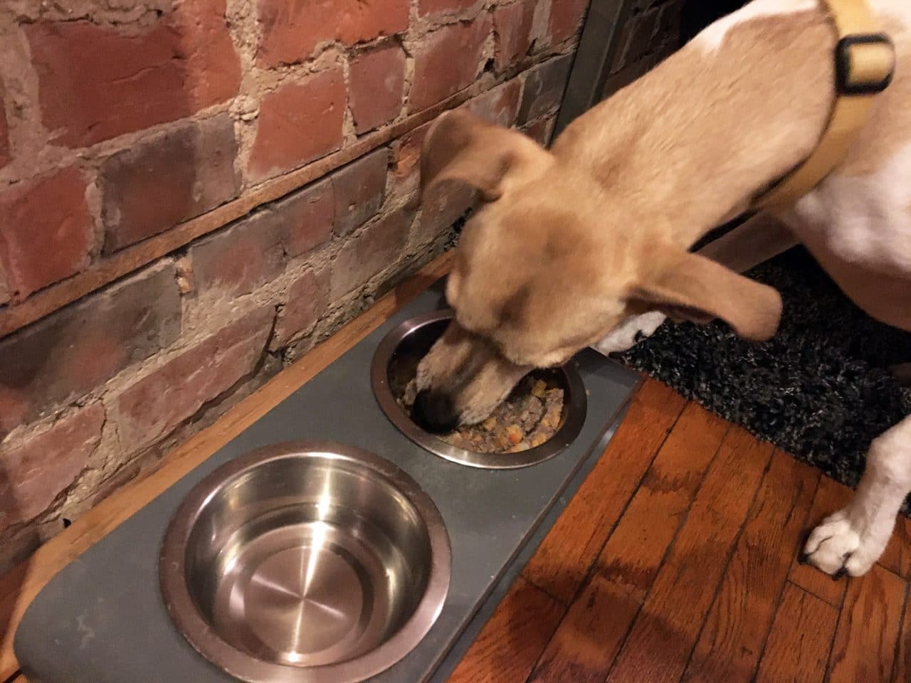 Daisy's first bowl of fresh dog food was gone in no time.