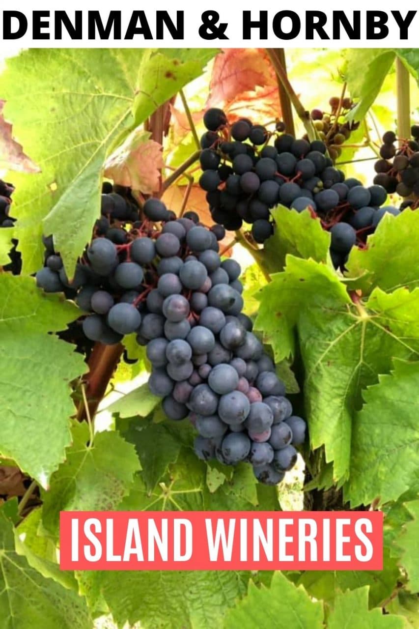 Save our Denman & Hornby Island Wineries Guide to Pinterest!