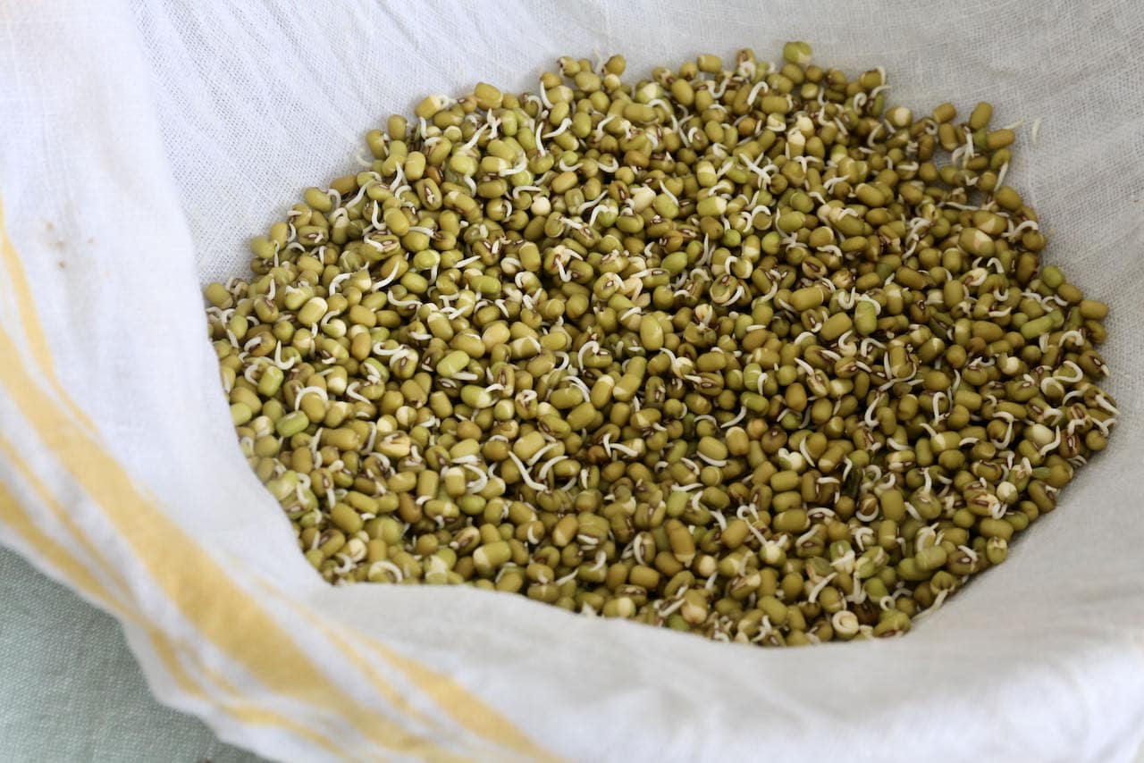 Homemade sprouted mung beans.