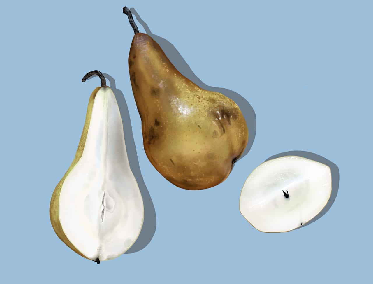 Toronto illustrator Mark Scheibmayr shares tips on how to draw pears.