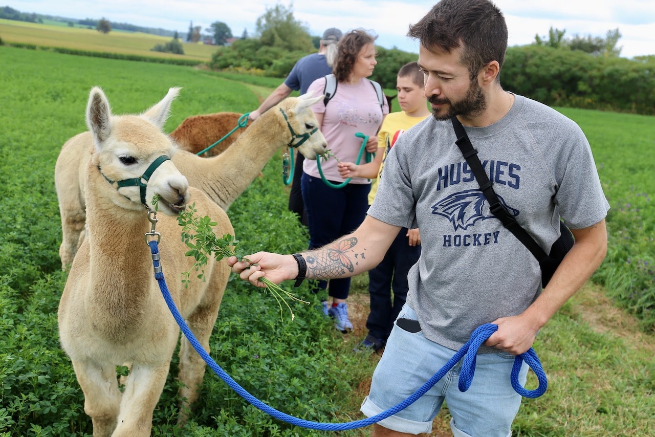 Things To Do In Woodstock for Animal Lovers: Alpaca Walk at Udderly Ridiculous.