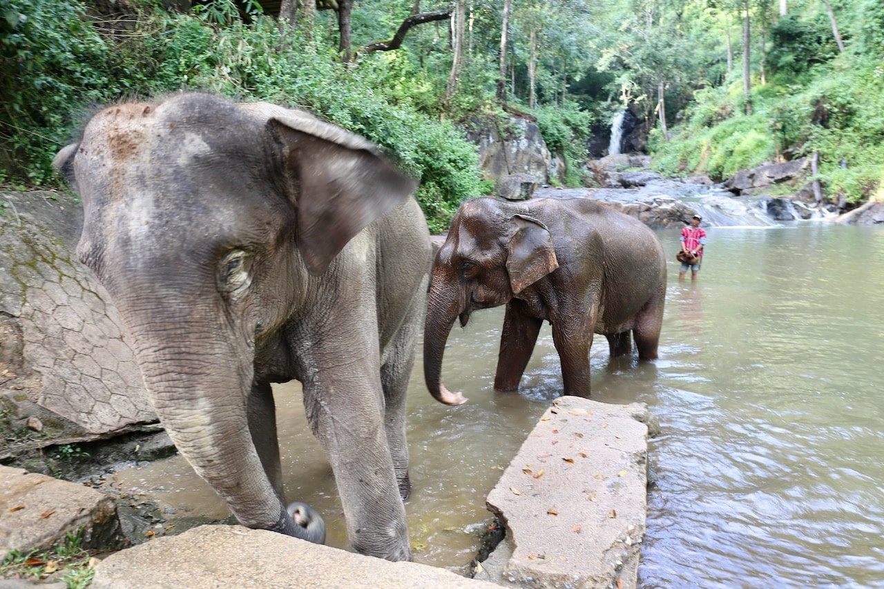 Animal loving couples can book an unforgettable experience in support of elephant conservation on a Phuket honeymoon.