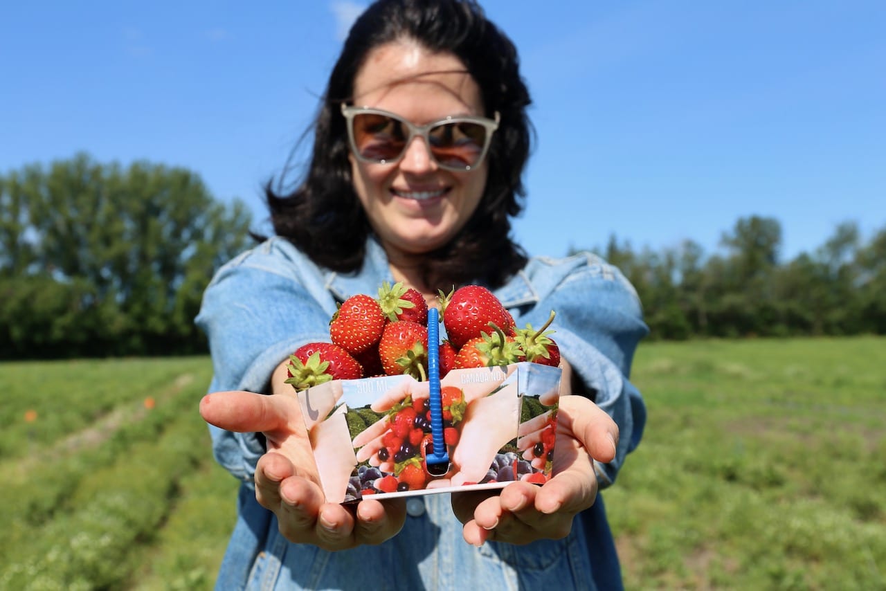 In the summer locals love berry picking at Belluz Farms.