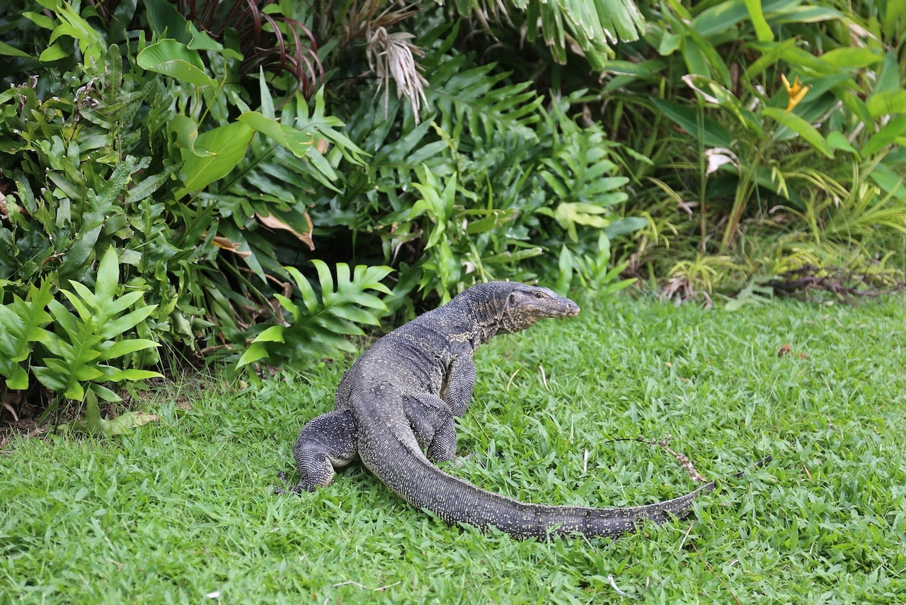 A friendly Giant Water Monitor Lizard at The Racha.